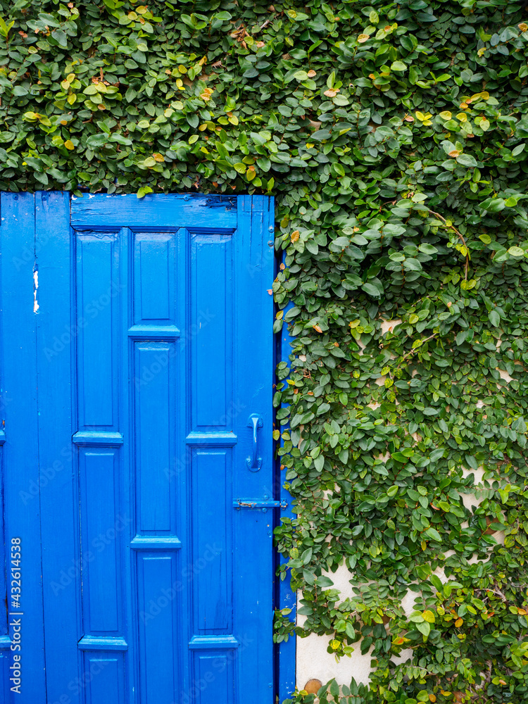 blue door with green leaves background blue door with green leaves background
