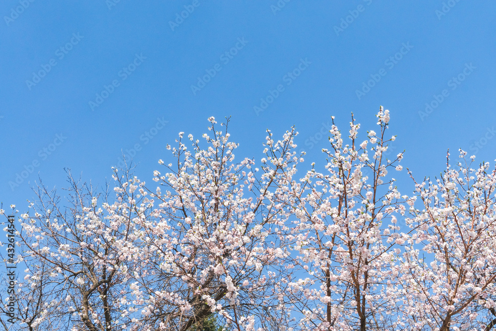 blooming apricots in spring