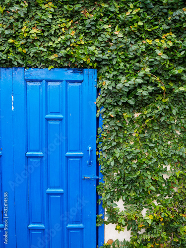 blue door with green leaves background 