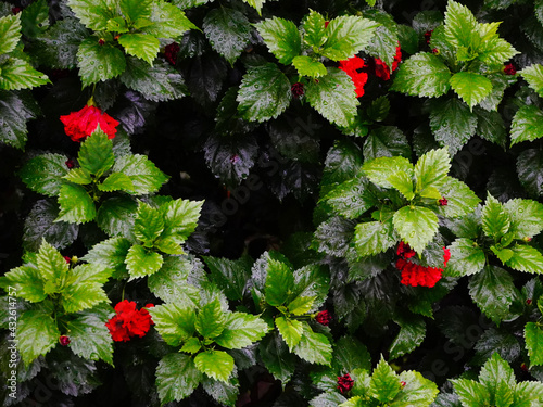 Red multi layered flowers on a shoe flower (Hibiscus rosa sinensis) plant with deep green leaves. photo