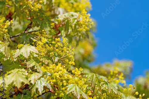 Blühender Ahorn, Acer, im Frühling, Nahaufnahme