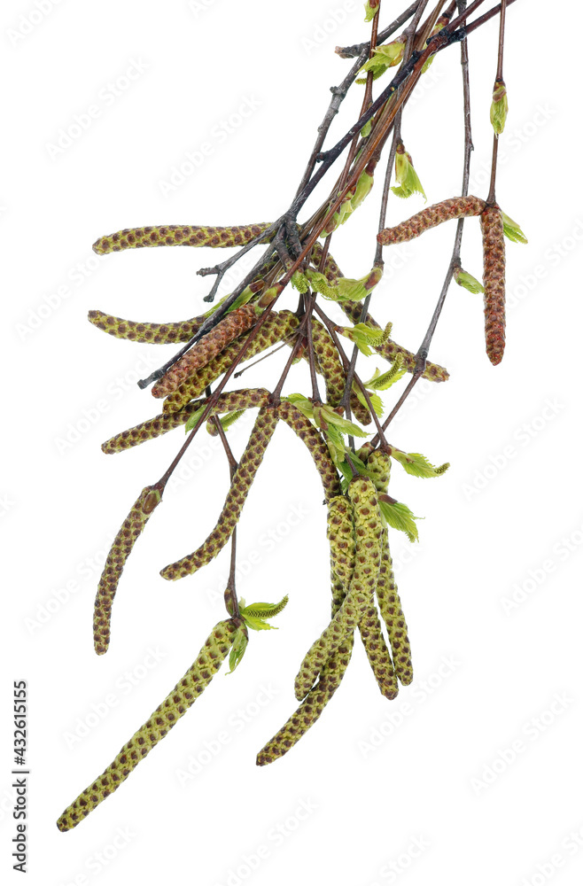 Spring April twigs with flowering buds of wild birch tree isolated Spring April twigs with flowering buds of wild birch tree isolated