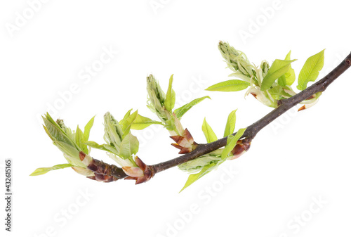 Spring April twigs with flowering buds and leaves of wild alder tree isolated