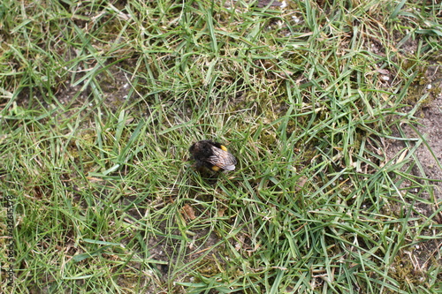 insect in the grass