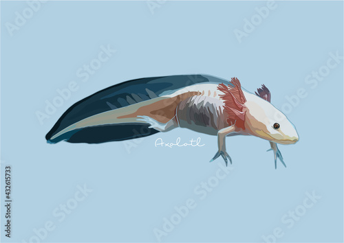 Vector Illustration of Axolotl / Mexican Walking Fish	
