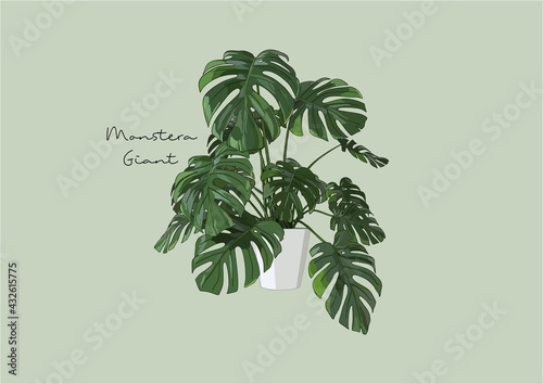 Vector Illustration of Monstera / Plants