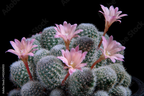 close up pink flower of rebutia cactus against dark background photo