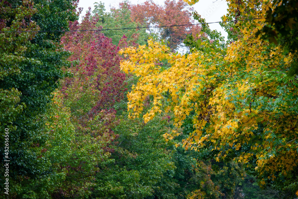 Colorful leaves during autumn season.