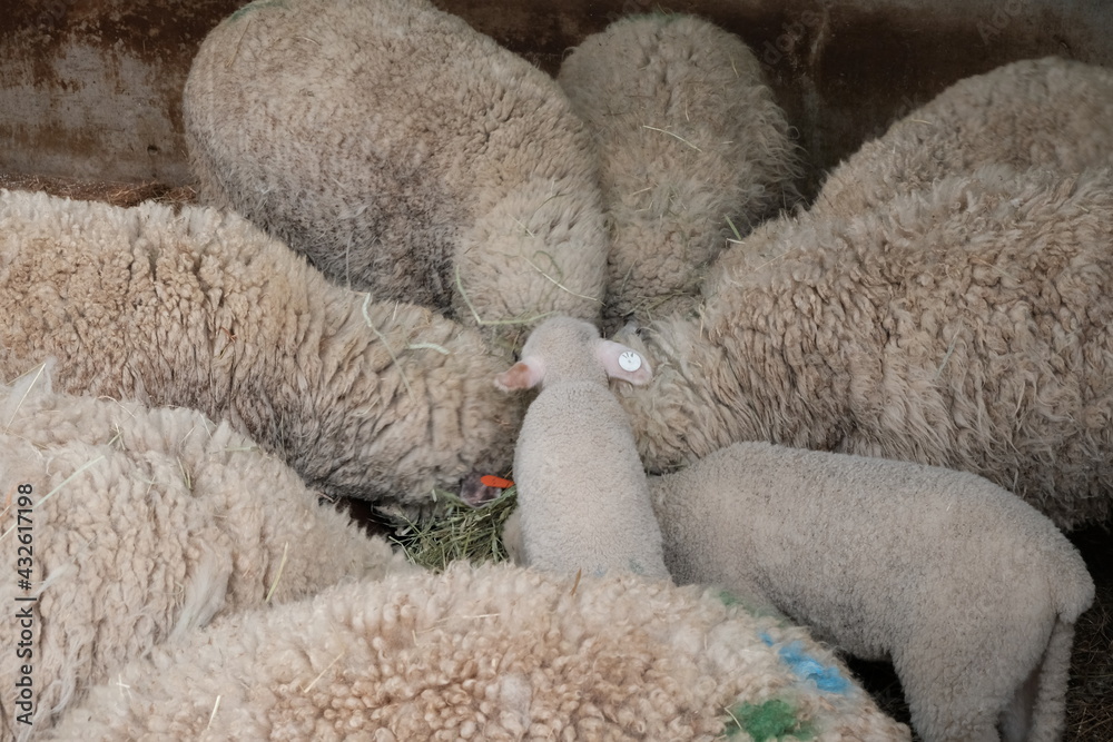 Naklejka premium sheep and lambs