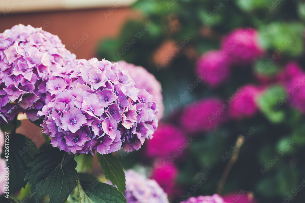 Blooming purple, blue and pink hydrangea or hortensia background. Summer garden. Close up, selective focus Blooming purple, blue and pink hydrangea or hortensia background. Summer garden. Close up, selective focus