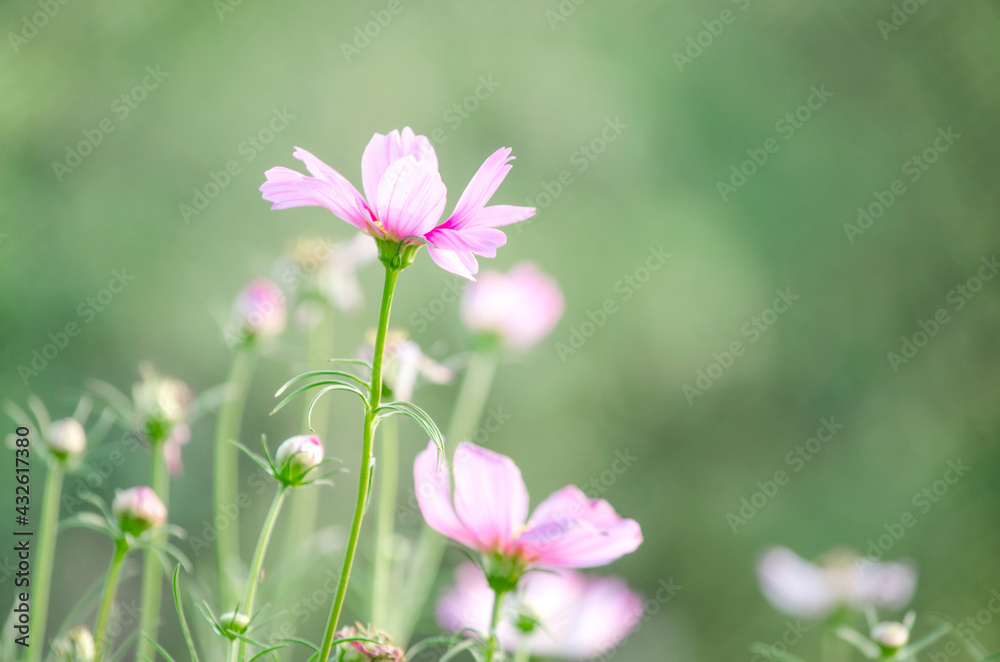 Closed up little pink cosmos flower over blur green natural background in the garden