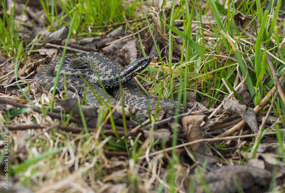 viper zigzag żmija