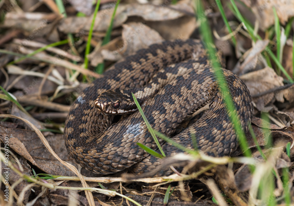 viper zigzag żmija viper zigzag żmija
