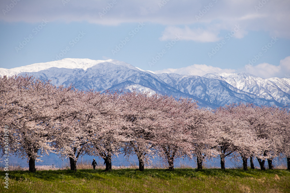 二王子岳と加治川の桜