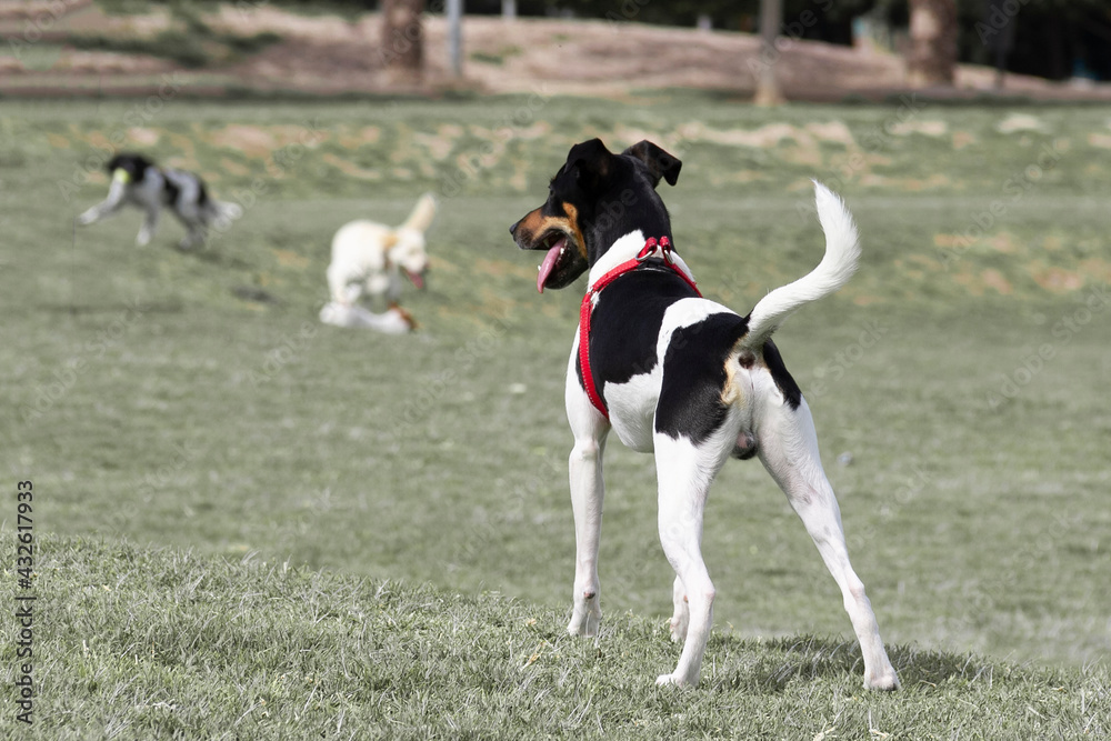 Dog playing at park in grass. copy space. selective focus