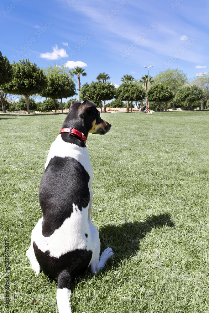 Dog playing at park in grass Dog playing at park in grass