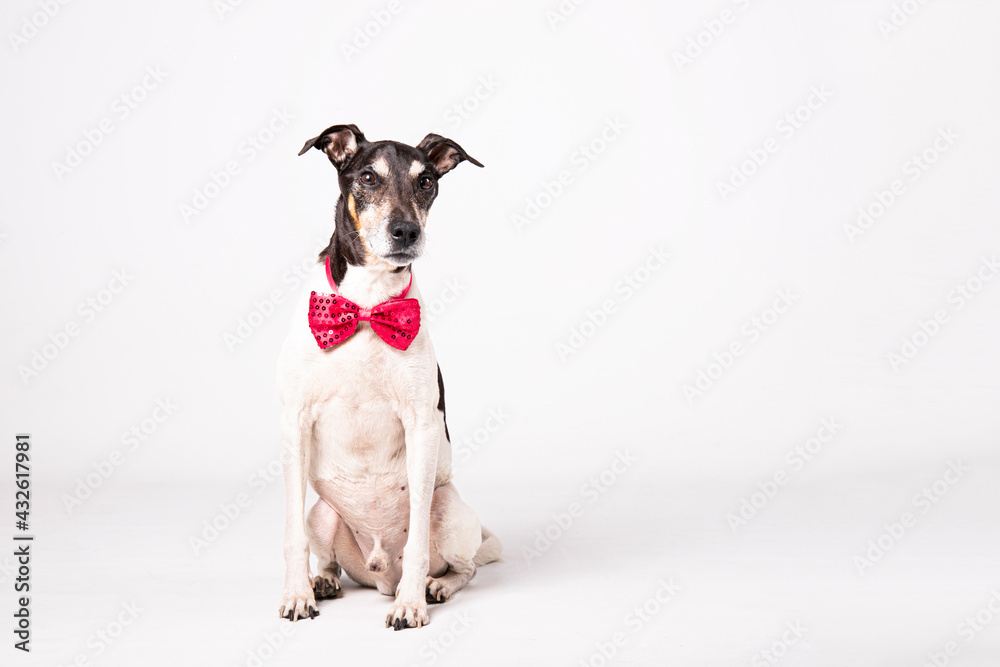 Dog dressed bow tie, portrait, bow-tie animal clothes