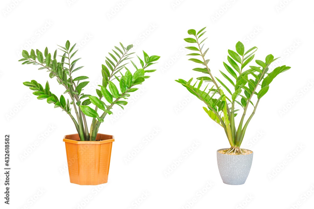 Zanzibar gem, aroid palm or arum fern in pot isolated on white background.
