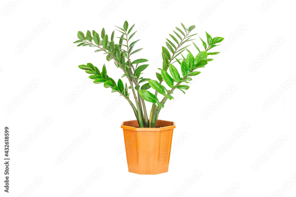 Zanzibar gem, aroid palm or arum fern in pot isolated on white background.