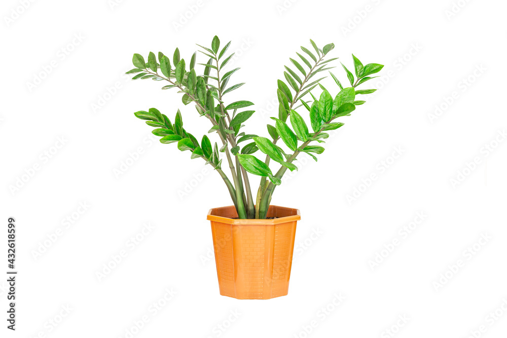 Obraz premium Zanzibar gem, aroid palm or arum fern in pot isolated on white background.