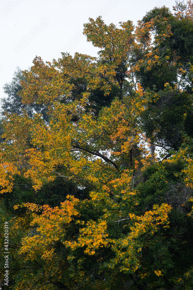 Yellow leaves colour during autumn.