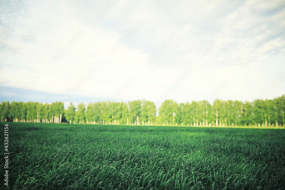 Obraz premium Bright spring greens at dawn in the forest. Nature comes to life in early spring.