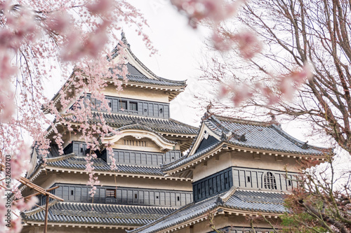Matsumoto castle with pink cherrry or sakura tree