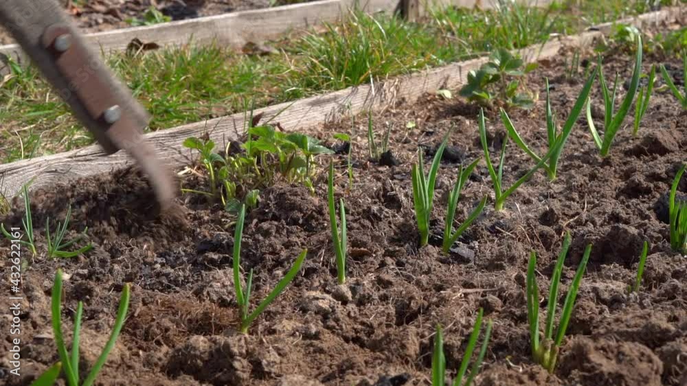 Caring for garden beds in spring, plowing the soil with a flat cutter Caring for garden beds in spring, plowing the soil with a flat cutter