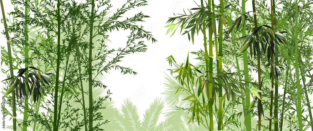 green bamboo and palm forest on white - obrazy, fototapety, plakaty 