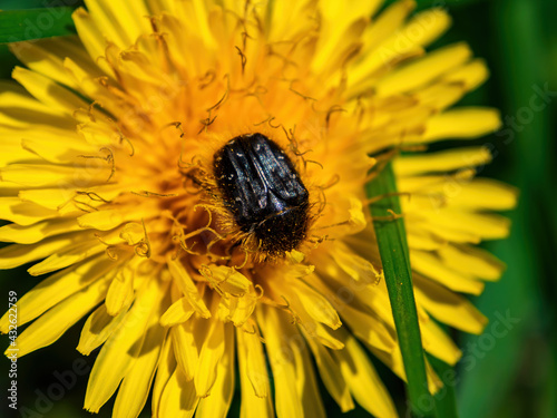 Insect tropinota hirta on a yellow dandelion flower. Tropinota hirta. Hairy bronze beetle. Family scarabaeidae. Insect parasite. Yellow dandelion flower. Animals in the wild. Animal beetle. photo