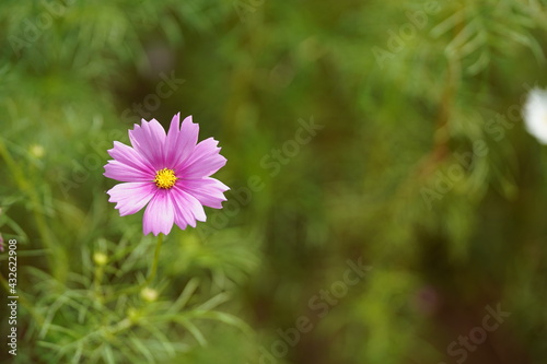 pink cosmos flower