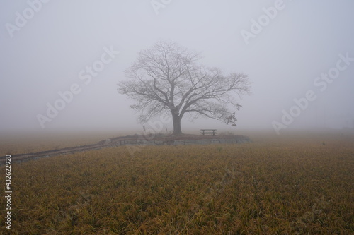 A tree surrounded by thick fog at dawn 