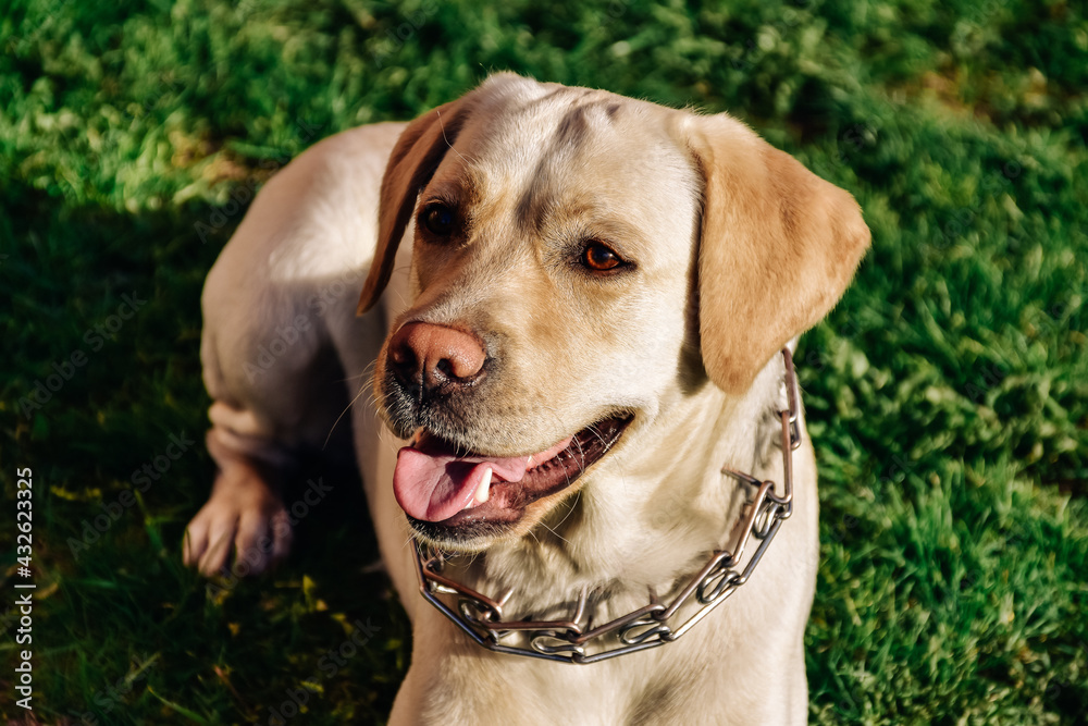 golden retriever dog