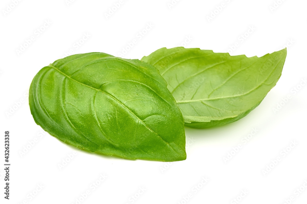Basil leaves, isolated on a white background. High resolution image. Basil leaves, isolated on a white background. High resolution image.