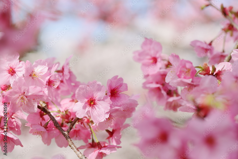 満開の陽光桜