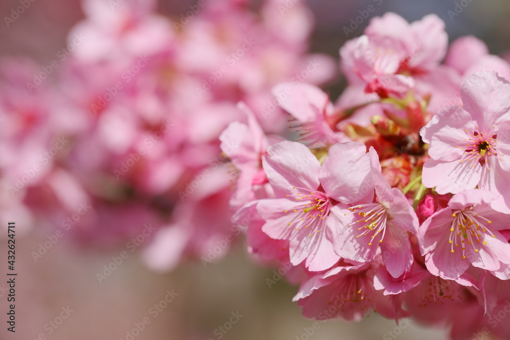 満開の陽光桜 クローズアップ撮影 満開の陽光桜 クローズアップ撮影