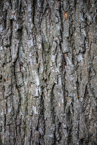 hard structured tree skin
