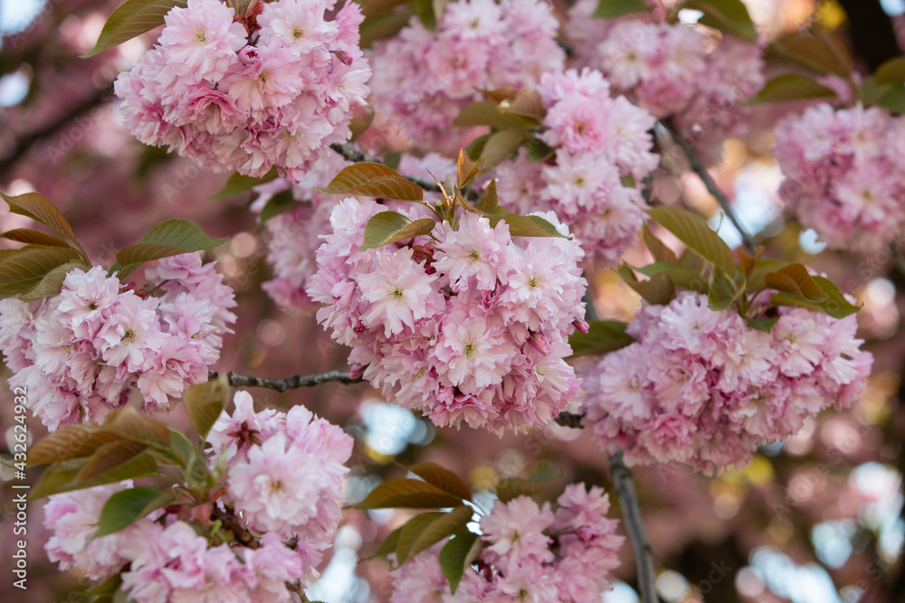 Cherry blossoms are in full bloom in spring in Prague, Czech Republic