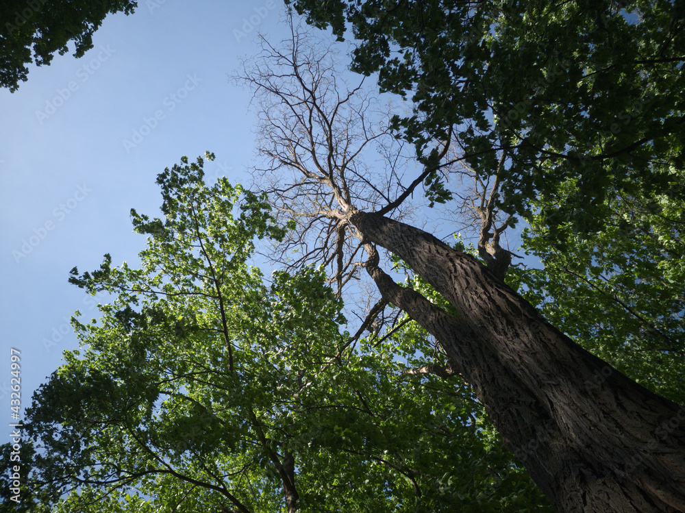 Fototapeta premium Green May trees and blue sky