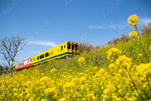 いすみ鉄道の春
