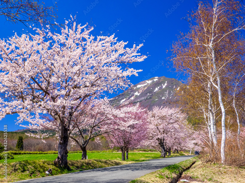 Mountain with remaining snow seen from a ranch with cherry blossom trees blooming in full (Mt.Bandai ranch, Inawashiro, Fukushima, Japan) Mountain with remaining snow seen from a ranch with cherry blossom trees blooming in full (Mt.Bandai ranch, Inawashiro, Fukushima, Japan)