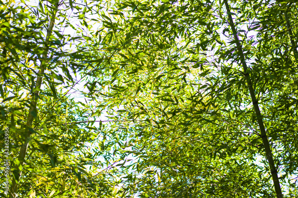 Fototapeta premium Bamboo forest, trees in the spring, green color background
