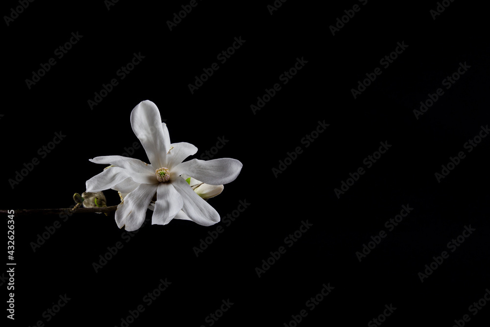 Close up of white blossom of a Kobushi Magnolia isolated on black background with copy space, also called Magnolia kobus Close up of white blossom of a Kobushi Magnolia isolated on black background with copy space, also called Magnolia kobus