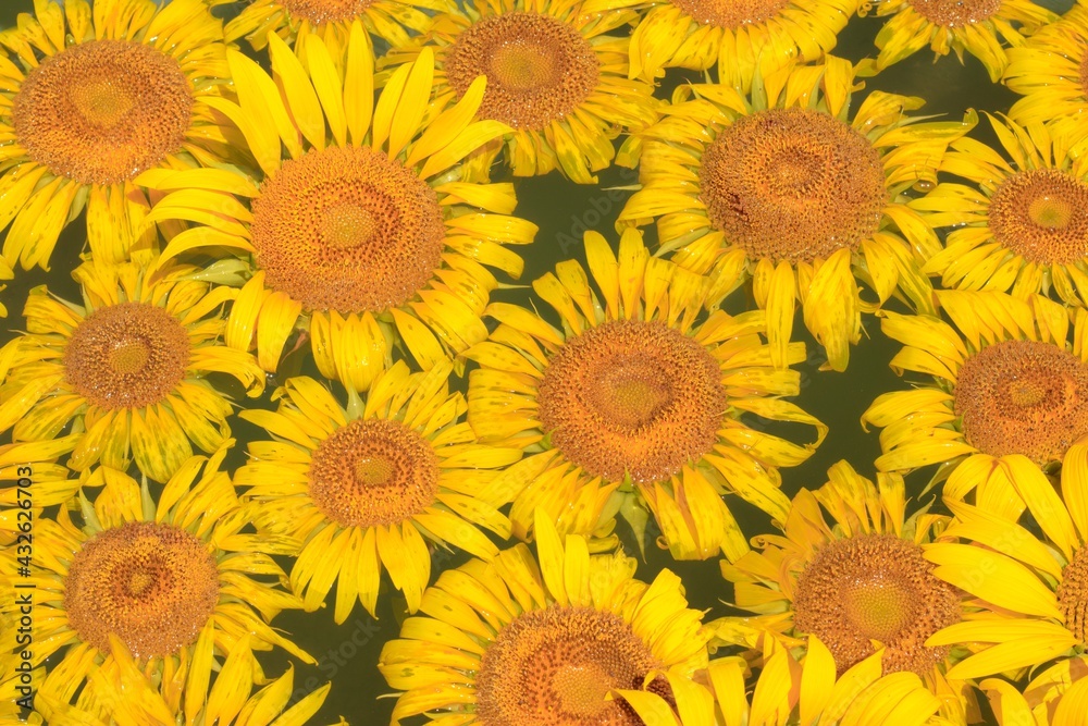 水に浮くたくさんのひまわりの花 水に浮くたくさんのひまわりの花