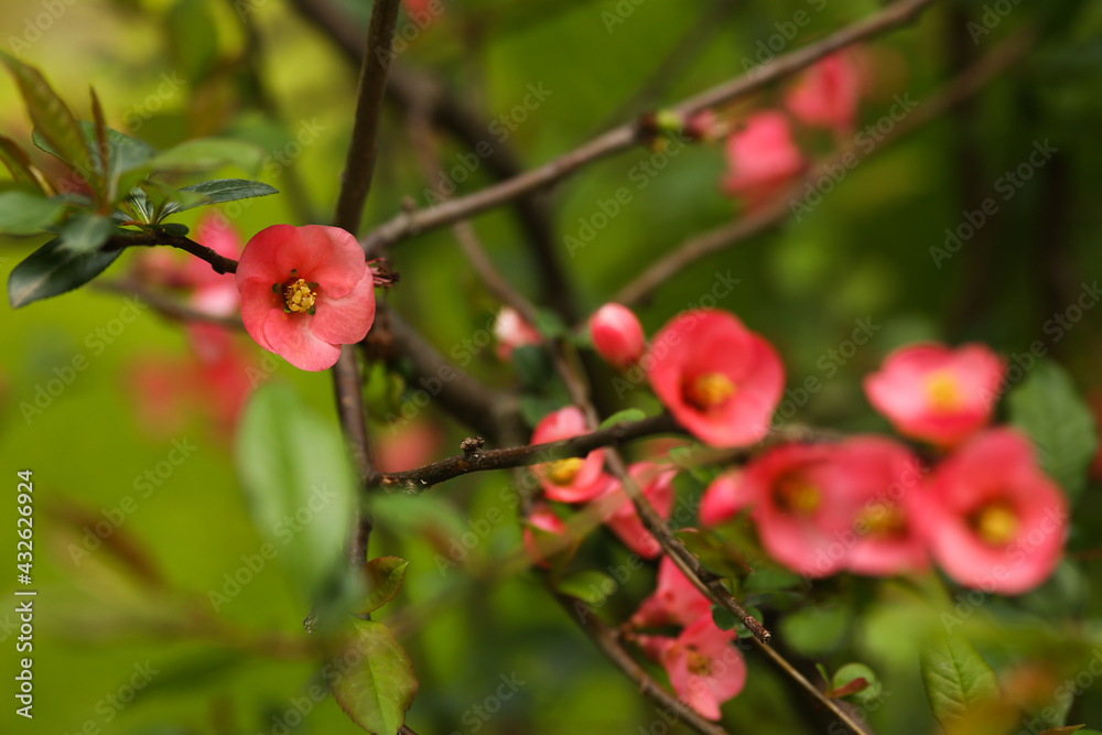 blurred view and selective focus of flowering bush, rose pink flowers all over the green bushes. Vegetation and nature wallpaper background. blurred view and selective focus of flowering bush, rose pink flowers all over the green bushes. Vegetation and nature wallpaper background.