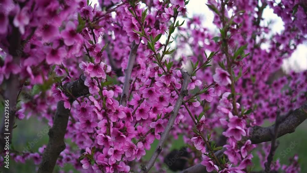 Peach tree blooming. Flowering trees in the spring in the orchard. Beautiful pink flowers on a branch Peach tree blooming. Flowering trees in the spring in the orchard. Beautiful pink flowers on a branch