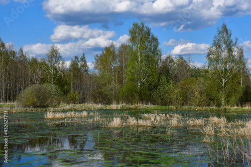 The middle band of Russia. Spring day. Рanorama of an old overgrown pond or swamp with trees on the opposite bank. White clouds in the sky. Green mud on the water