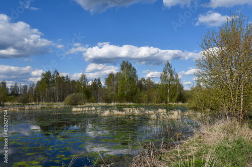 The middle band of Russia. Spring day. Рanorama of an old overgrown pond or swamp with trees on the opposite bank. White clouds in the sky. Green mud on the water