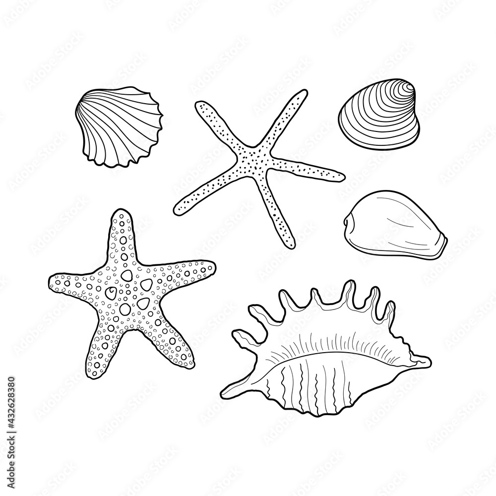 Seashells vector set. Collection of shells different forms. Hand-drawn illustrations of engraved line. Marine set. Design element for invitations, greeting cards, posters, banners, flyers and more.