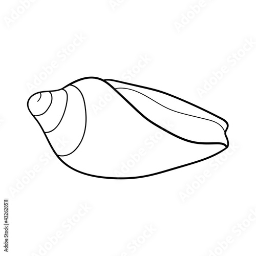 Hand-drawn cone shell of engraved line. Design element for invitations, greeting cards, posters, banners, flyers and more. Vector illustration isolated on white background.
